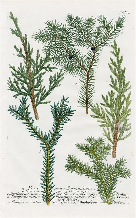 Juniper, Juniperus virginiana from Johann Weinmann Antique Prints Protea and Cactus 17 ...