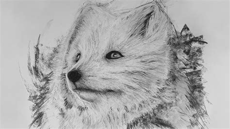 Arctic Fox | Charcoal Drawing #fox #arcticfox #drawing - YouTube