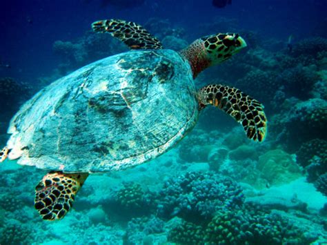 Wildlife of the Chagos islands