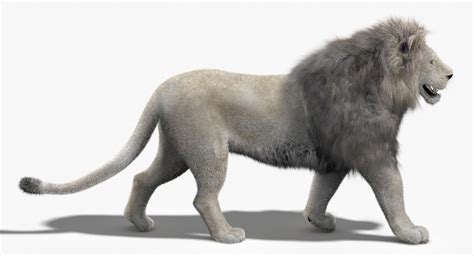 Lion White Fur Mane 3d Model