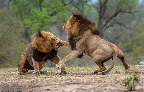 Amazing Photos: Paws off! Lion punches love rival in bitter feud over lioness!