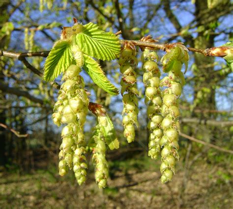 Hornbeam, Bach flower remedy - Rio Hibler, Bach Flower Consultant