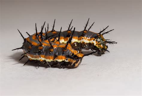 Gulf Fritillary Caterpillar | Smithsonian Photo Contest | Smithsonian Magazine