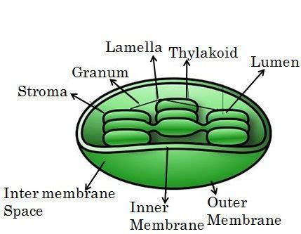 Difference Between Mitochondria and Chloroplast (with Comparison Chart and Similarities) - Bio ...