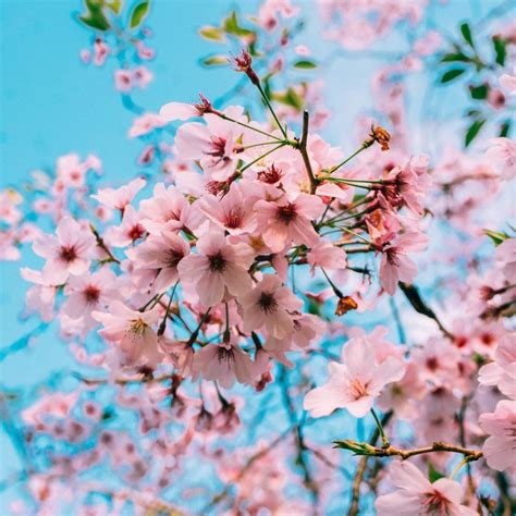 Selain Jepang, Kamu Bisa Melihat Bunga Sakura Mekar di 13 Negara Ini!