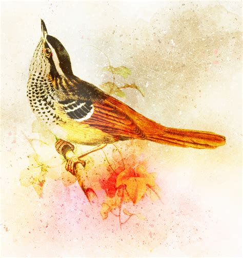 Bird Watercolor Painting Free Stock Photo - Public Domain Pictures