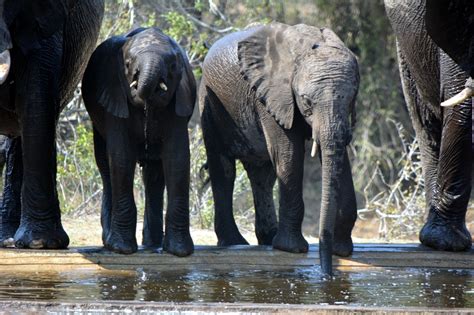 Baby elephant,wildlife,trunk,young,generation - free image from needpix.com