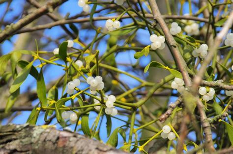 European mistletoe | plant | Britannica