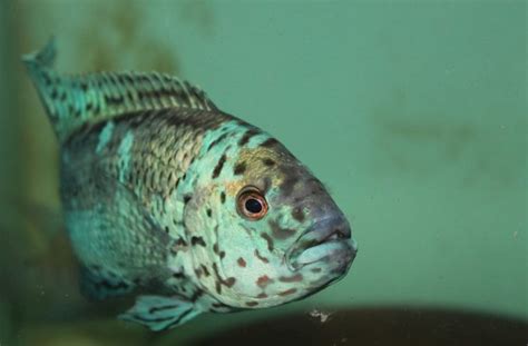 Electric Blue Jack Dempsey Care: Tank Size, Mates, and Aggression