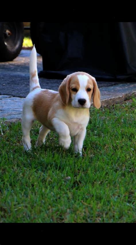 Lemon pointing! | Beagle puppy, Puppies, Beagle dog