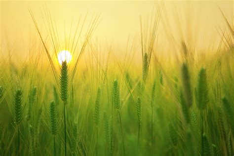 Free photo: Barley Field, Sunrise, Morning - Free Image on Pixabay - 1684052