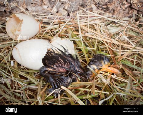 Mallard duck eggs hi-res stock photography and images - Alamy