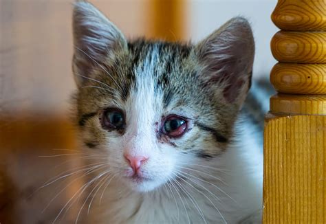 Feline Herpesvirus and Treatment - Animal Vision Center of VA