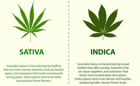 The Difference Between Indica and Sativa Cannabis Strains