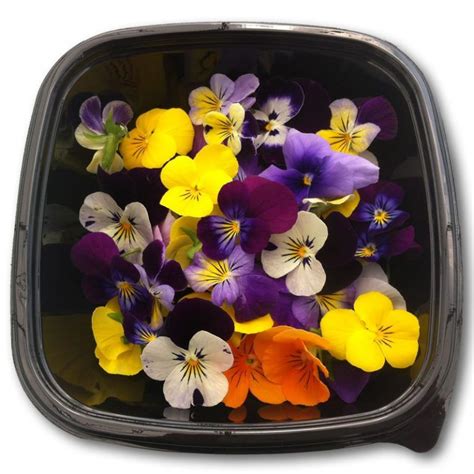 Violas - Selection of colours - Herbs Unlimited | Essbare blumen