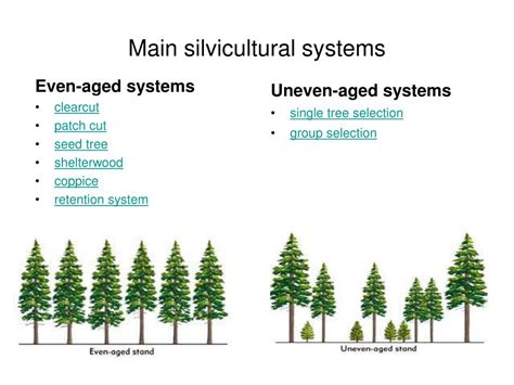 PPT - Introduction to Silvicultural Systems PowerPoint Presentation ...