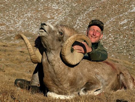 Altai argali - Alchetron, The Free Social Encyclopedia