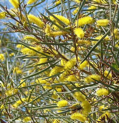 Acacia aneura - Mulga - 30 Seeds | eBay