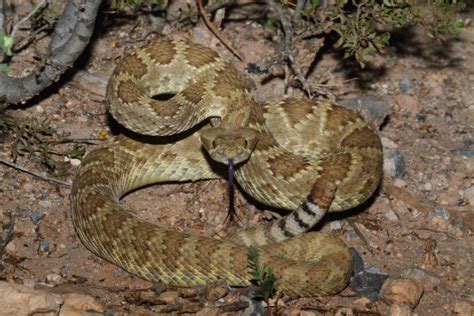 What is a Mojave Green Rattlesnake (Crotalus scutulatus) | Southwest ...