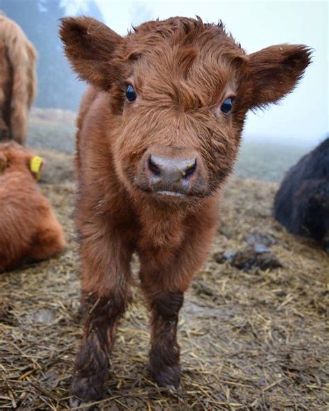 Baby cows are a blessing! Just look at its lil face!! : r/aww