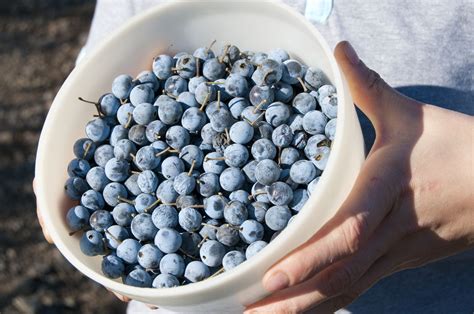 The Essential Guide on How to Make Sloe Gin Gin Recipes, Liqueurs Recipes, Delicious Drink ...