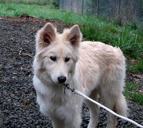 German Shepherd Samoyed Mix - Allgshepherds