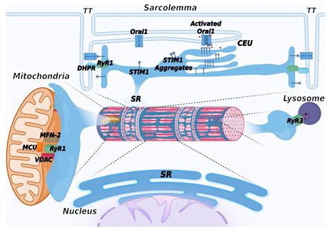 Biomolecules | Free Full-Text | The Sarcoplasmic Reticulum of Skeletal Muscle Cells: A Labyrinth ...