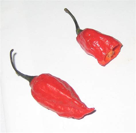 File:Naga Jolokia Peppers.jpg - Wikipedia