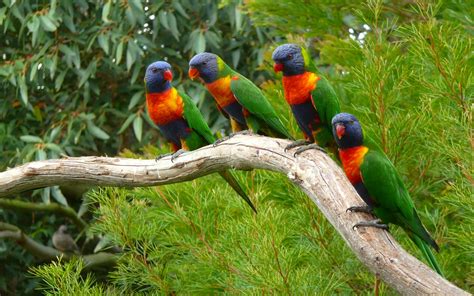 animals, Nature, Parrot, Birds Wallpapers HD / Desktop and Mobile ...