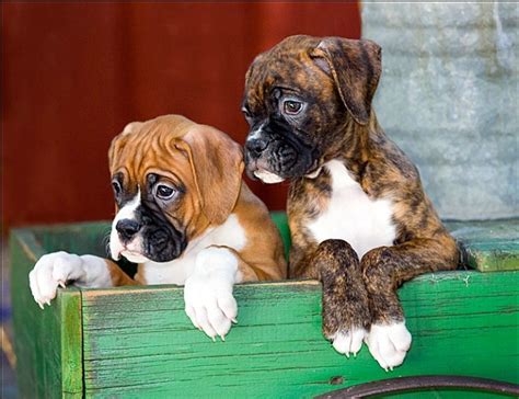 Boxer Puppies Cute Pictures - Share and Enjoy