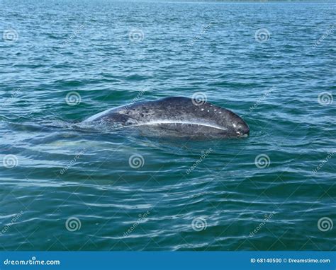 Gray Whale Baby Stock Photo | CartoonDealer.com #68140500