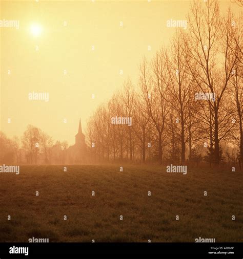 Hazy sunshine on misty winter morning with row of trees warm up filter Stock Photo - Alamy