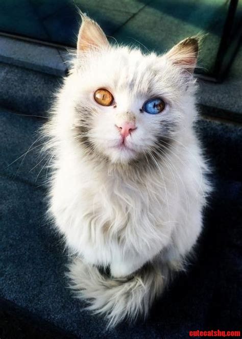 Heterochromia kitty | Cute cats HQ - Pictures of cute cats and kittens ...