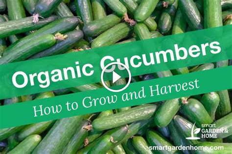 How to Grow Organic Cucumbers Guide - Smart Garden and Home