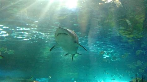 Pin by Erin on Toronto Aquarium | Fish pet, Toronto aquarium, Animals