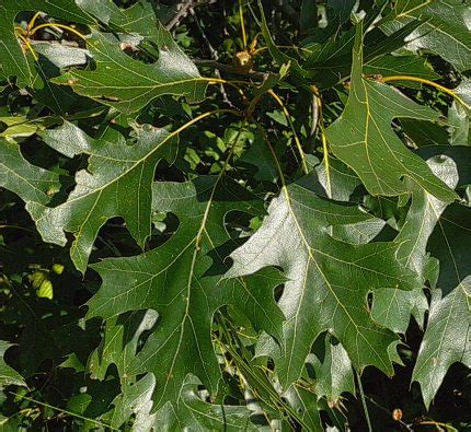 Black Oak (Quercus velutina)