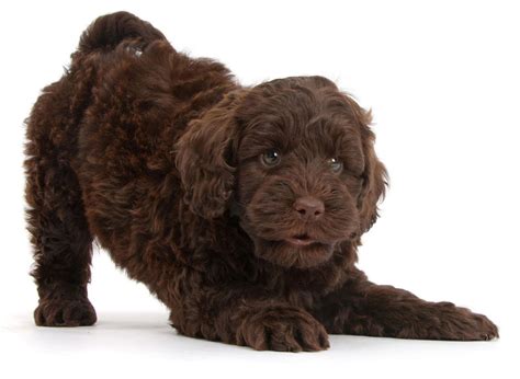 #1 | Goldendoodle Puppies For Sale In California