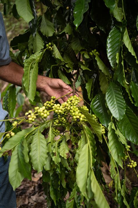 The Rehabilitation of Coffee in Puerto Rico — Keren Carrión