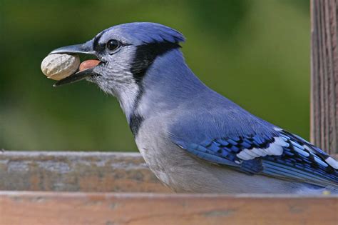 A trick of nature: Blue jays aren't really blue | Forest Preserve ...