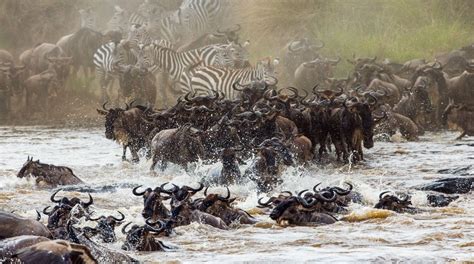 Serengeti Wildebeest Migration - Translen Investment | Tanzania Safaris