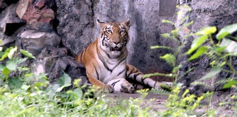 Alipore Zoological Garden, Kolkata Location, Zoo Attraction, Entry Timing | Ticket Price ...