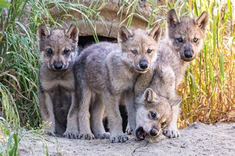 Zoo Says New Wolf Pups Thriving