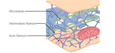 The Cell: Cytosol and Cytoskeleton | Concise Medical Knowledge