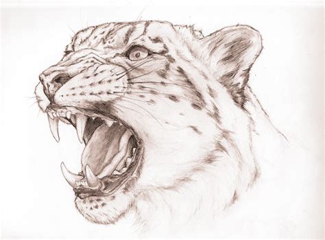 Snow Leopard Snarl by Valime on DeviantArt