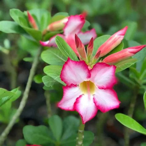 Adenium (Desert rose plant) - Santhi Online Plants Nursery