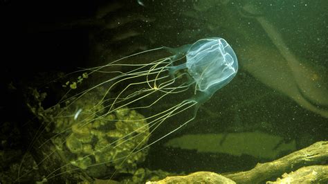 Jellyfish Stings - Types, Symptoms & Treatments