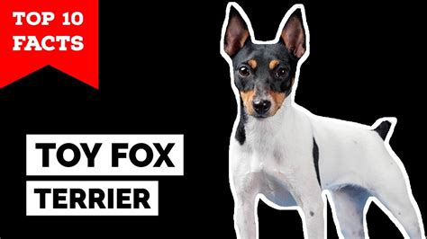 ¿Los fox terrier toy son amistosos o agresivos con los extraños?