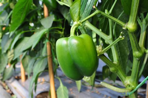 Growing and Harvesting Bell Peppers - Southeast AgNET