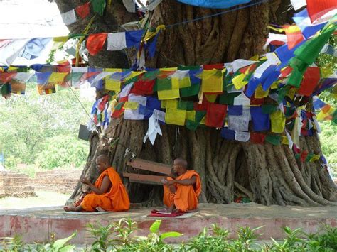 Bodhi Tree, Lumbini - birth place of Buddha, Nepal