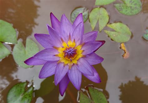 Wallpaper ID: 1563427 / lotus, flower, petal, pond, inflorescence, growth, flora, blue water ...